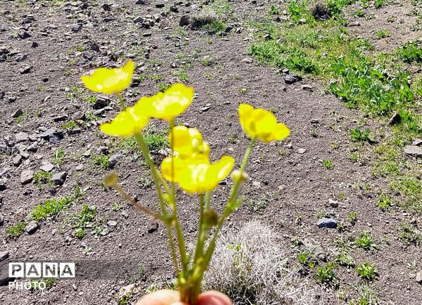 بازگشت بهار؛ آواز دوباره‌ی زندگی