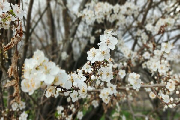 رویداد آیین باستانی سیزده بدر نیشابور در روز طبیعت از  قاب خبرنگاران پانا