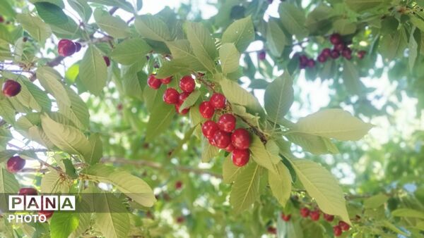 برداشت گیلاس از باغات و تصاویر زیبا از طبیعت سرسبز شهربار 