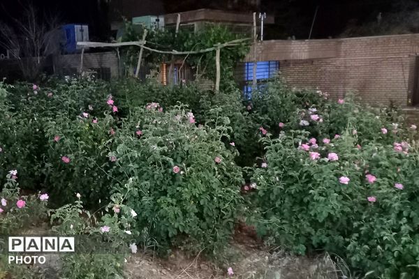 آغاز سمفونی گل و گلاب در مهد گل محمدی