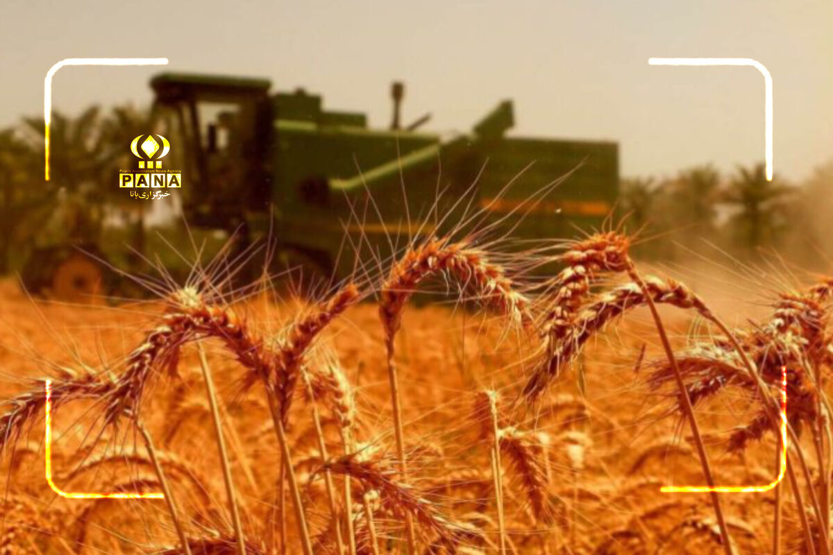 معجزه گندمکاران دهگلان؛ برداشت پربار در آتش گرمای بی‌امان