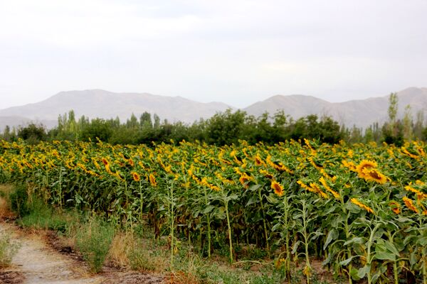 مزرعه آفتابگردان در سلماس