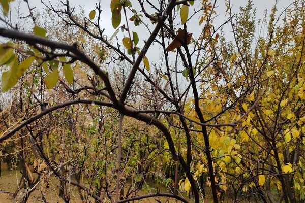اولین باران پاییزی قابی شفاف از پاییز  رنگارنگ را در شهر زیبای بار رقم زد