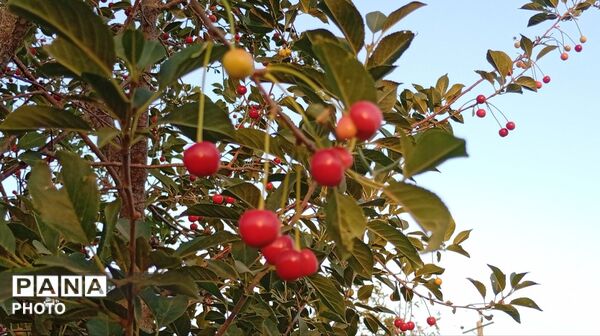 تضادِ سرخ و سبز؛ درنگی در باغ