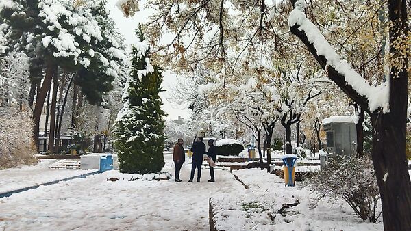 درختان طلایی ، سفید پوش شدند 