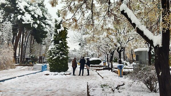 درختان طلایی ، سفید پوش شدند 