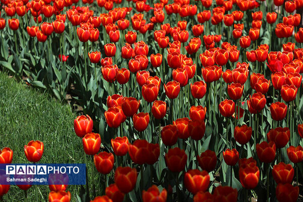 جشنواره لاله ها در کرج
