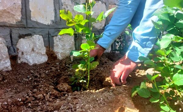 کاشت گل و گیاه در شهر منج، راهی برای احیای زمین
