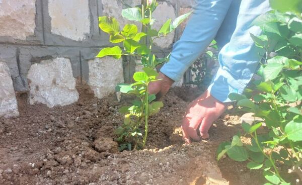 کاشت گل و گیاه در شهر منج، راهی برای احیای زمین