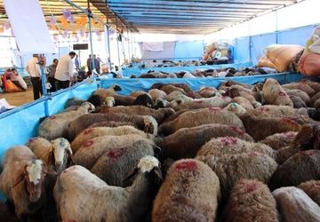 فعالیت ۱۵ جایگاه ویژه فروش دام زنده در تهران