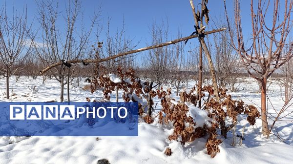 منظره زیبای برف پاییزی در باغات شهرستان نیشابور 
