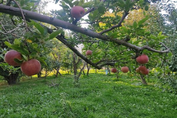فصل زیبای پاییز در شهر بار نیشابور 
