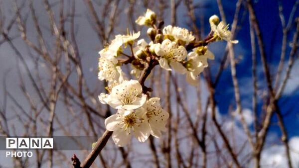 شکوفه‌های بهاری در بلندای زاگرس