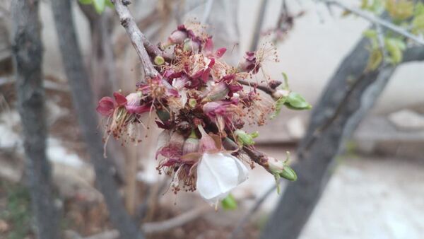 منظره زیبای بهاری در سربیشه