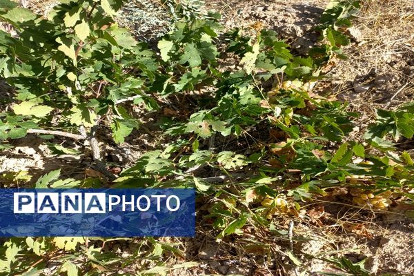آغاز فصل برداشت انگور از باغات روستای گزکوه فاروج