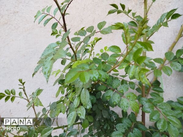 بارش رحمت الهی همراه با تگرگ در شهرستان نیشابور 
