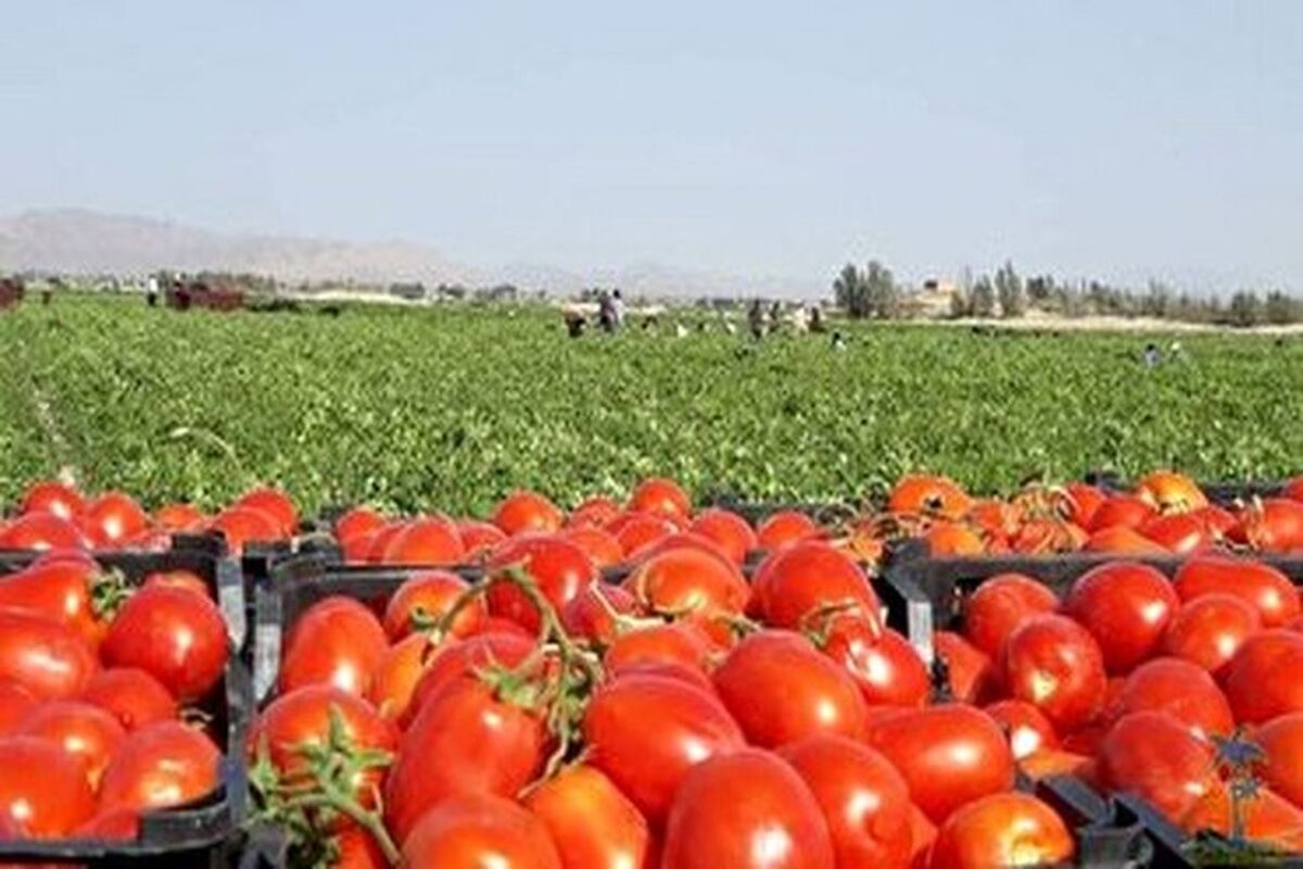 ممنوعیت صادرات گوجه فرنگی زراعی
