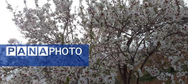 شکوفه‌ها در فصل بهار