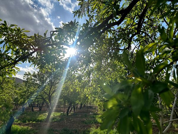 طبیعت هم با آمدن بهار زیبا شد 