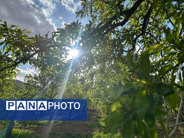 طبیعت هم با آمدن بهار زیبا شد 