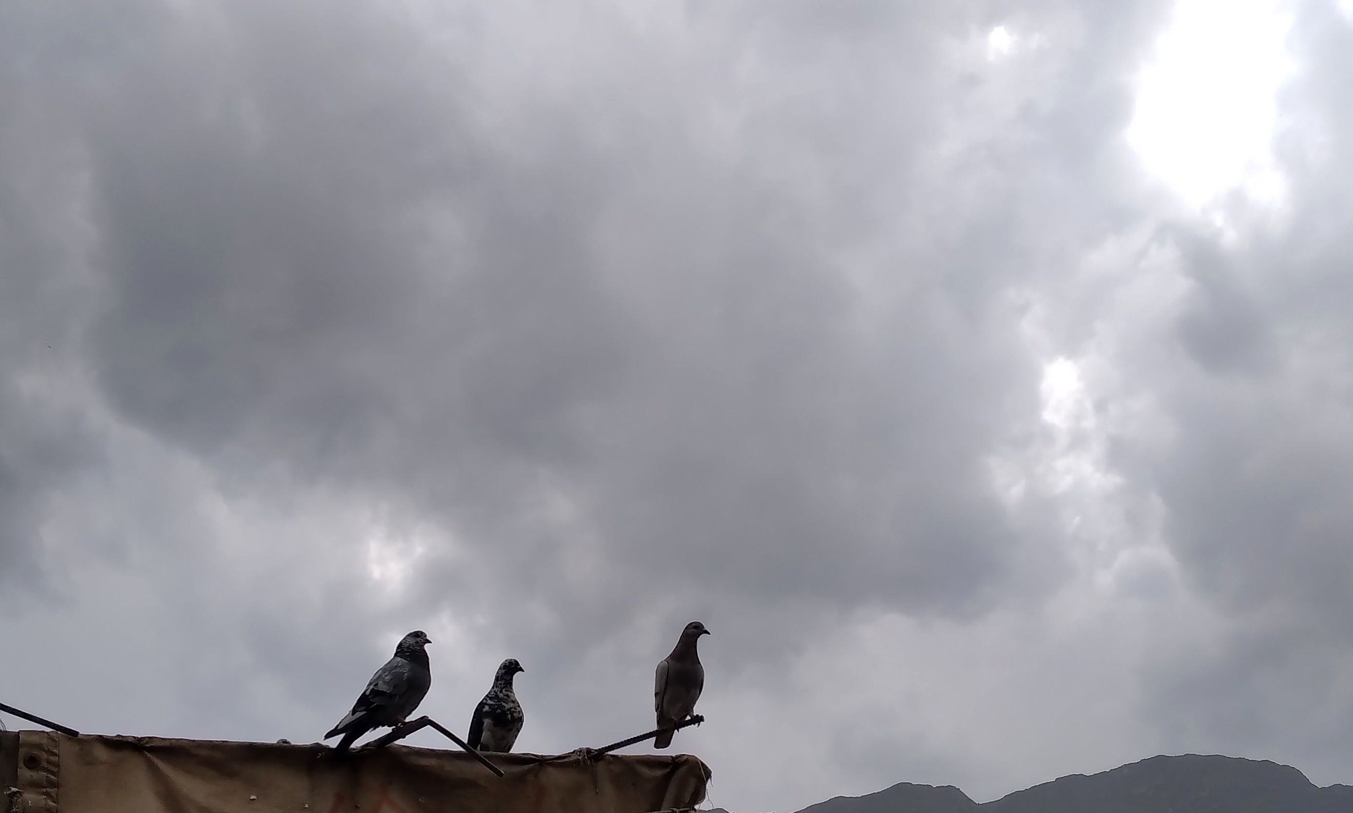 باران بهاری؛ ملودی زندگی در بستر طبیعت