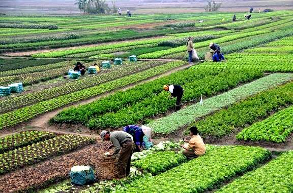 افزایش اراضی کشاورزی در ۲۰ سال گذشته، ۲ میلیارد متر مکعب از حق‌آبه دریاچه ارومیه را بلعید
