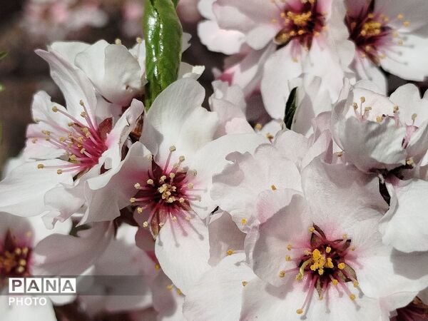 شکوفه‌های بهاری شهر بن، نویدبخش طراوت و زندگی دوباره