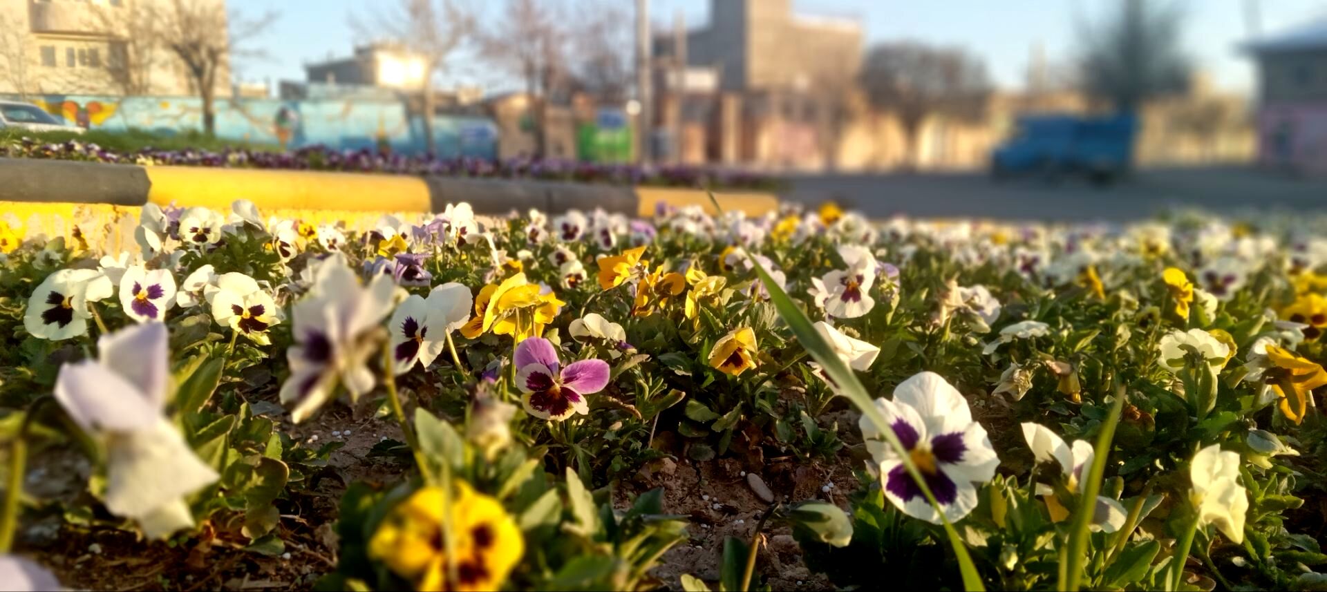 گل‌های کاشان در دستان ماموران شهرداری دهگلان