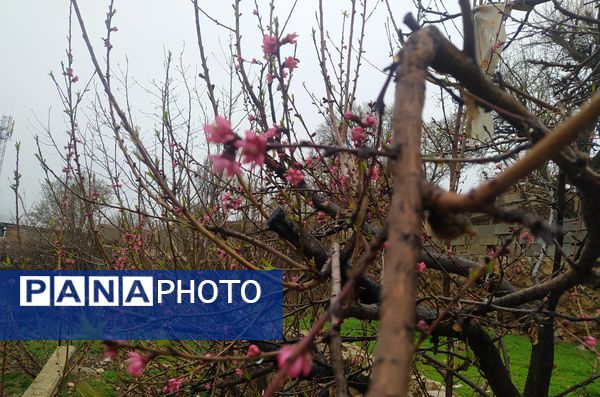 میانکوه سال ۱۴۰۴ خود را متفاوت شروع کرد