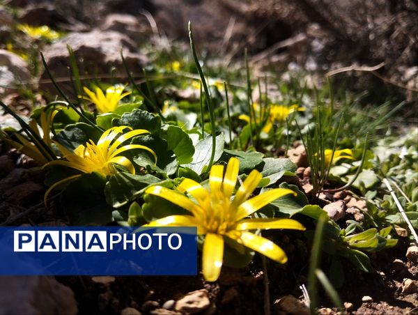 سیزده بدر، نقاشی رنگارنگ طبیعت را بر بوم تصاویر رقم زد