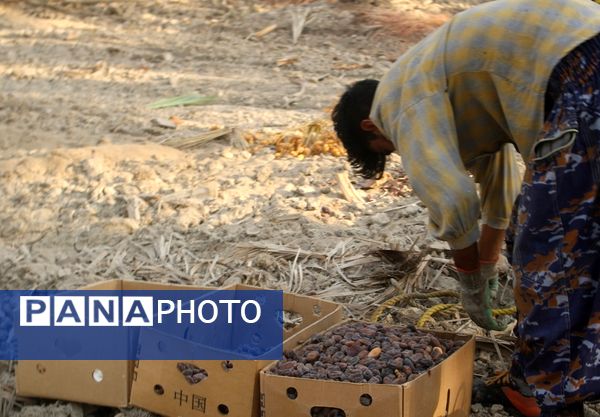 برداشت خرما در منطقه آبپخش