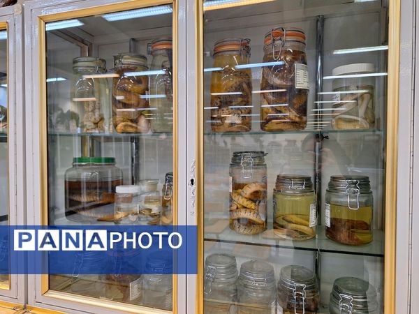 بازدید دانش‌آموزان از موزه زمین شناسی و جانور شناسی دانشگاه فردوسی مشهد