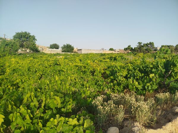 گزکوه، قطب انگور خراسان شمالی 