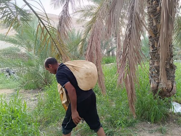 برداشت خرما در شهر رویدر 