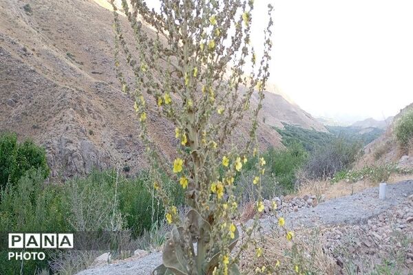 ارتفاعات شهر بار ذخیره‌گاه گیاهان دارویی کمیاب-۱