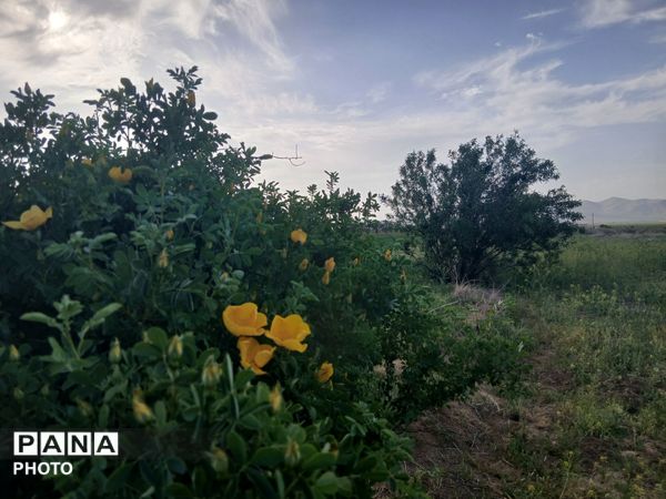 طبیعت چشم نواز روستای دهنو