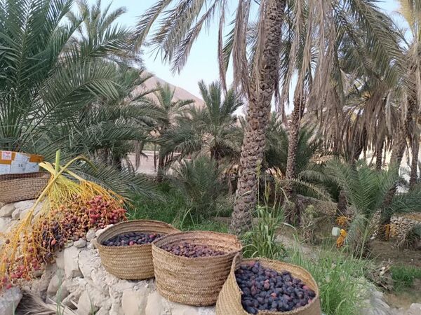 برداشت خرما در شهر رویدر 