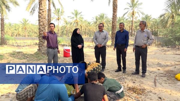 برداشت رطب از نخلستان‌های دالکی دشتستان 