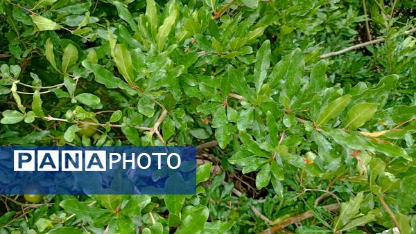 اولین بارش تابستانه در روستای کینک