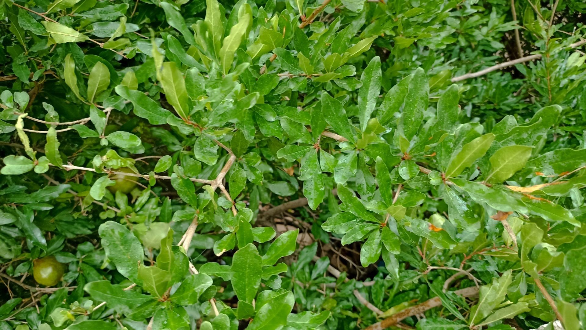 اولین بارش تابستانه در روستای کینک