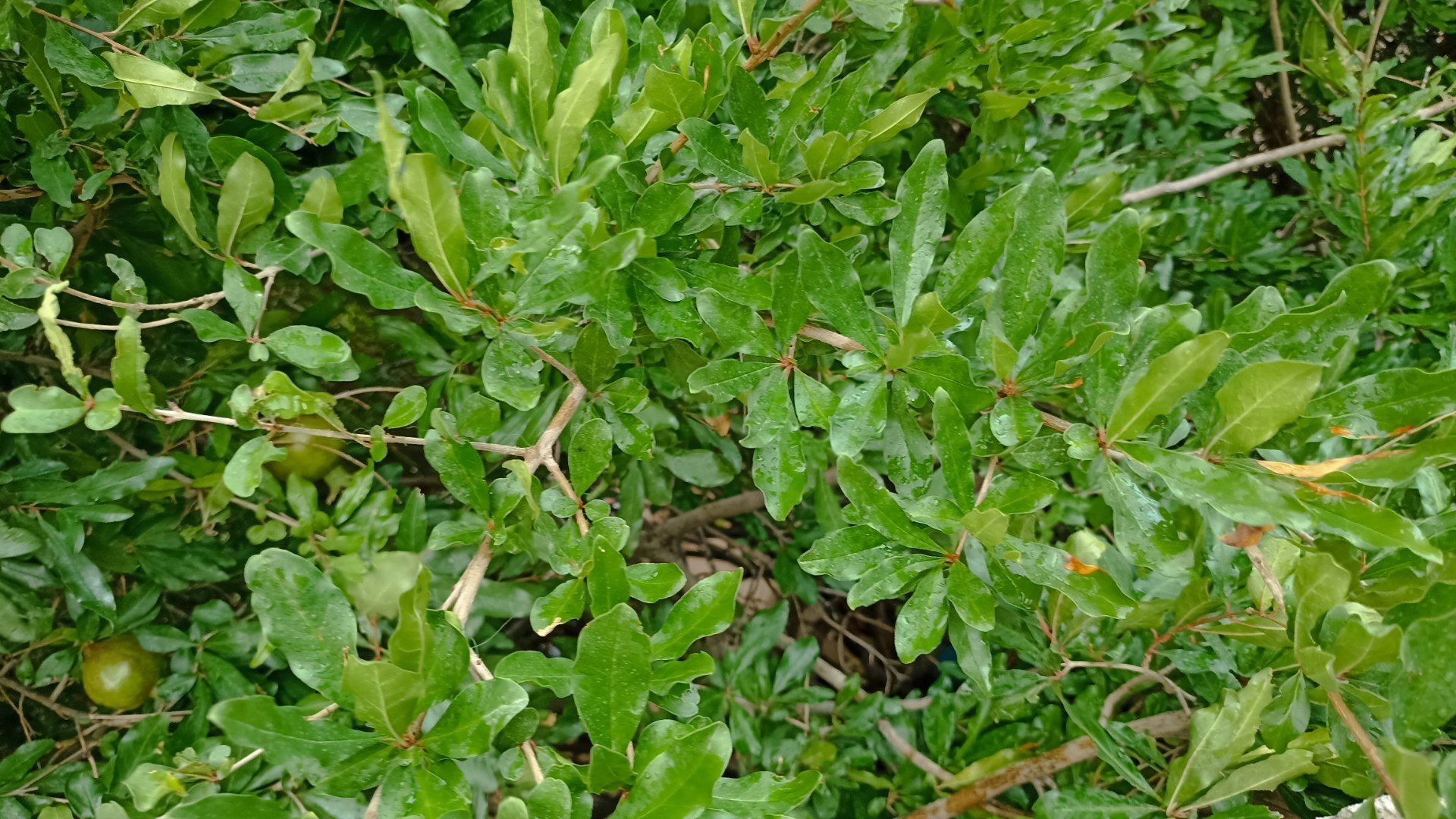 اولین بارش تابستانه در روستای کینک