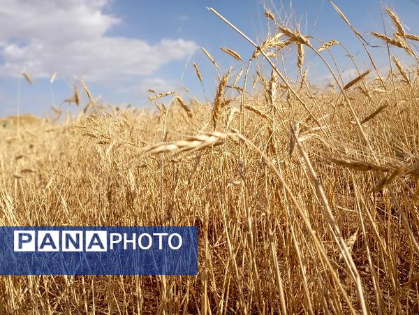 گندم، یکی ازمحصولات کشاورزی در روستای گزکوه 