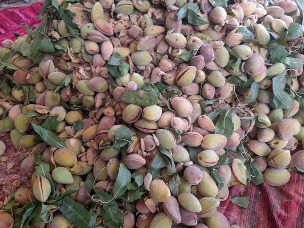 مارکده، سرزمین طلایی بادام و گردو؛ گنجینه‌ای از طعم و سنت در دل سامان