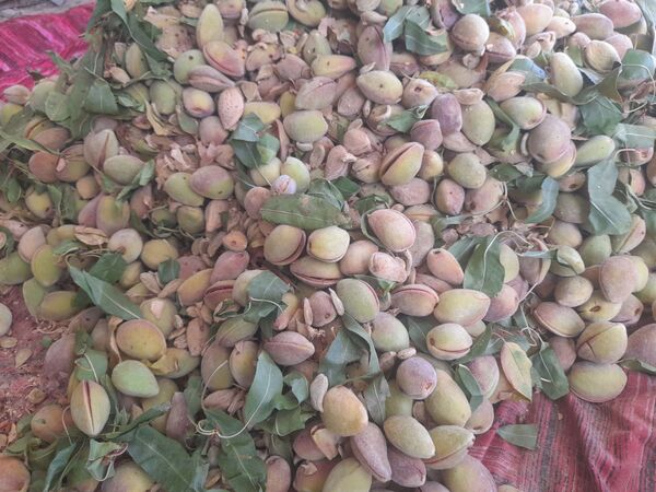 مارکده، سرزمین طلایی بادام و گردو؛ گنجینه‌ای از طعم و سنت در دل سامان
