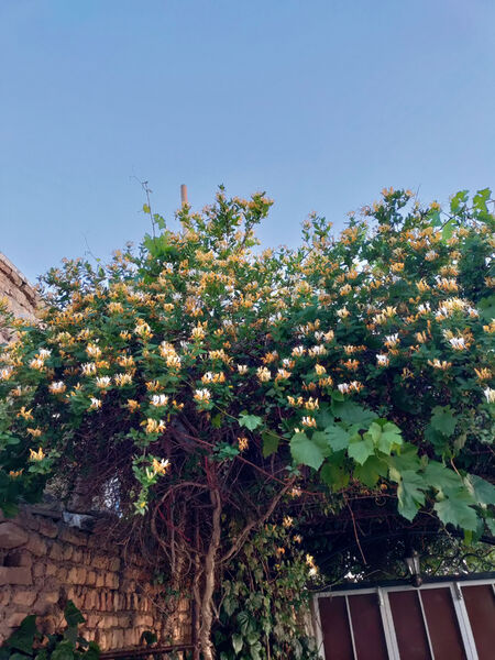 جلوه‌هایی از طبیعت تابستانی خلجستان و جعفرآباد قم