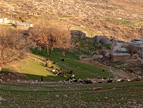 شگفتی‌های شکفتن و سبز شدن در میانکوه