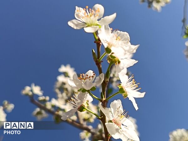 رویش شکوفه های امید در فصل بهار روستای برزنون 