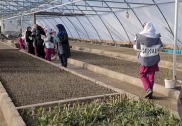بازدید دانش‌آموزان شهرستان خوی از واحد کشت گل و گیاه