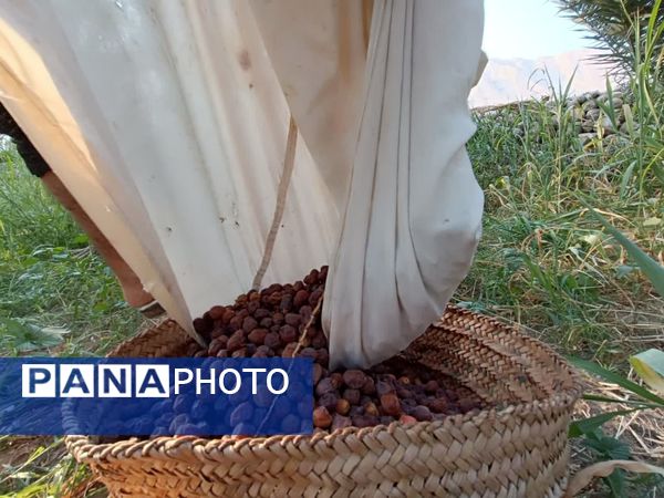 برداشت خرما در شهر رویدر 