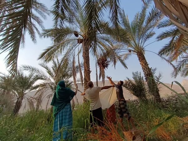 برداشت خرما در شهر رویدر 